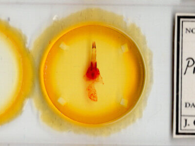 slide view of adult Protorthodes ustulata