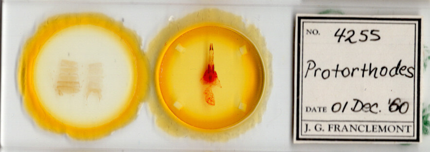 slide view of adult Protorthodes ustulata