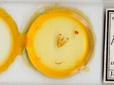 slide view of adult Protorthodes alfkeni