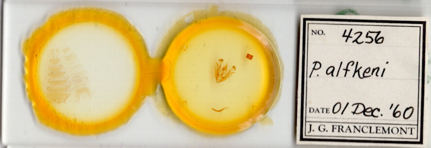 slide view of adult Protorthodes alfkeni