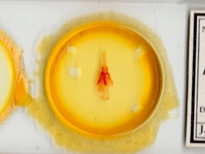 slide view of adult Protorthodes alfkeni