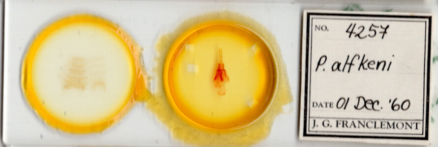 slide view of adult Protorthodes alfkeni