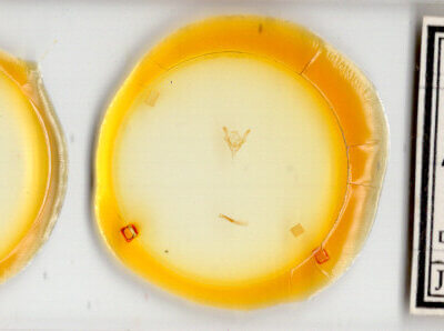 slide view of adult Homorthodes dubia