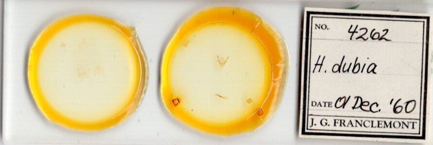 slide view of adult Homorthodes dubia