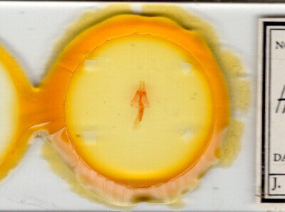 slide view of adult Homorthodes dubia