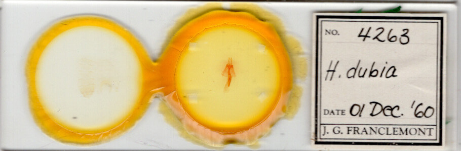 slide view of adult Homorthodes dubia