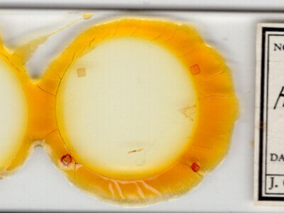 slide view of adult Homorthodes dubia