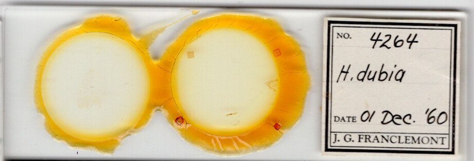 slide view of adult Homorthodes dubia