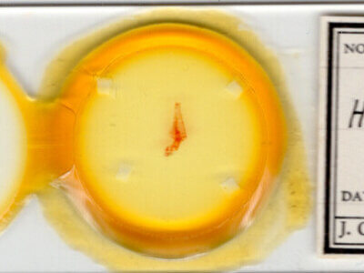 slide view of adult Homorthodes dubia