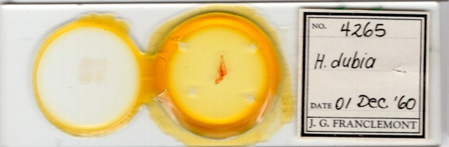 slide view of adult Homorthodes dubia