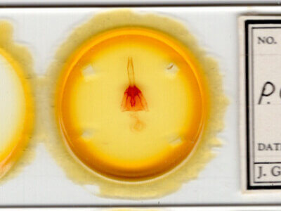 slide view of adult Protorthodes oviduca