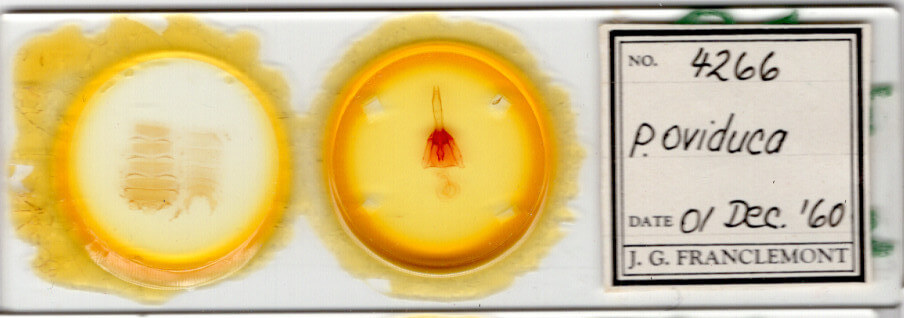 slide view of adult Protorthodes oviduca