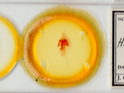 slide view of adult Homorthodes lindseyi