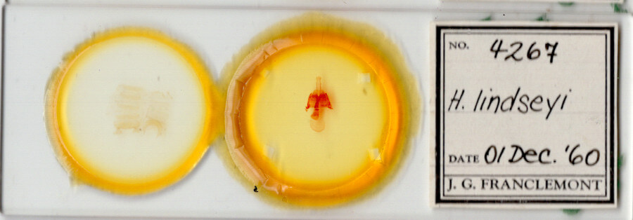 slide view of adult Homorthodes lindseyi