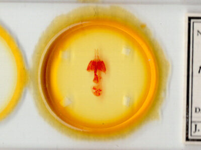 slide view of adult Homorthodes furfurata