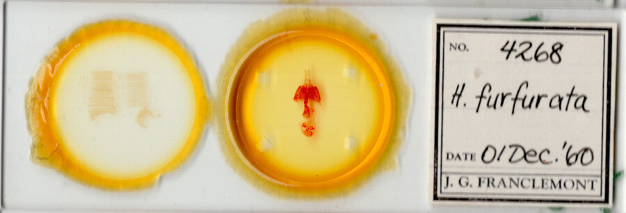 slide view of adult Homorthodes furfurata