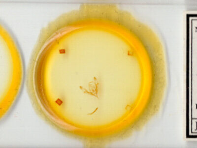 slide view of adult Protorthodes antennata