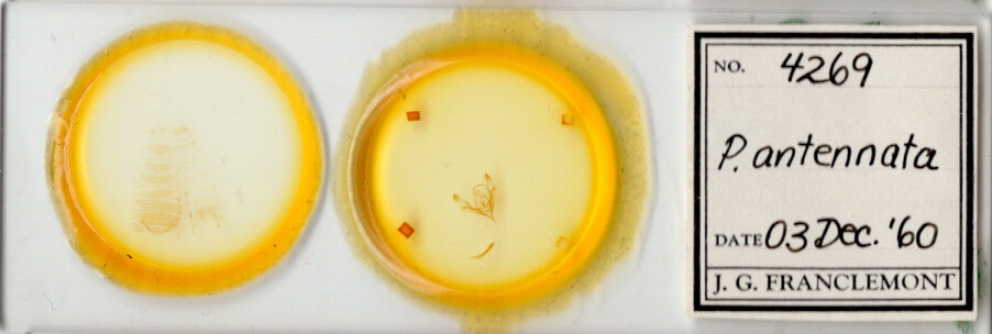 slide view of adult Protorthodes antennata