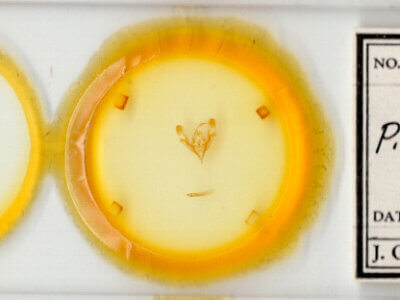 slide view of adult Protorthodes antennata