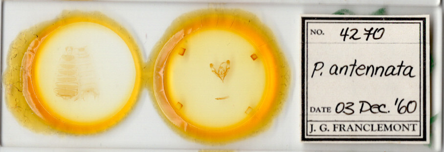 slide view of adult Protorthodes antennata