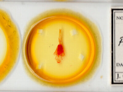 slide view of adult Protorthodes antennata