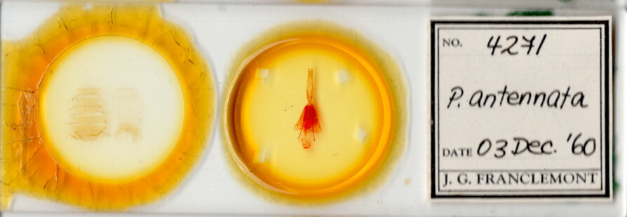 slide view of adult Protorthodes antennata