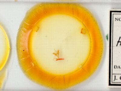 slide view of adult Hexorthodes inconspicua