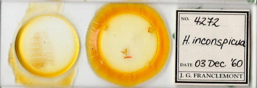 slide view of adult Hexorthodes inconspicua