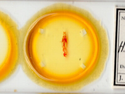 slide view of adult Hexorthodes inconspicua