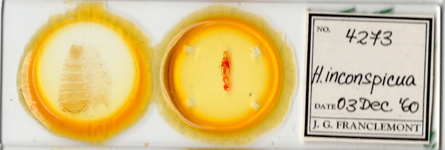 slide view of adult Hexorthodes inconspicua