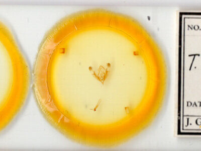 slide view of adult Trichopolia dentatella