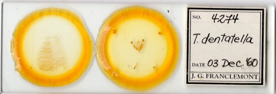 slide view of adult Trichopolia dentatella