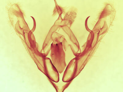 genitalia view of adult Orthodes adiastola