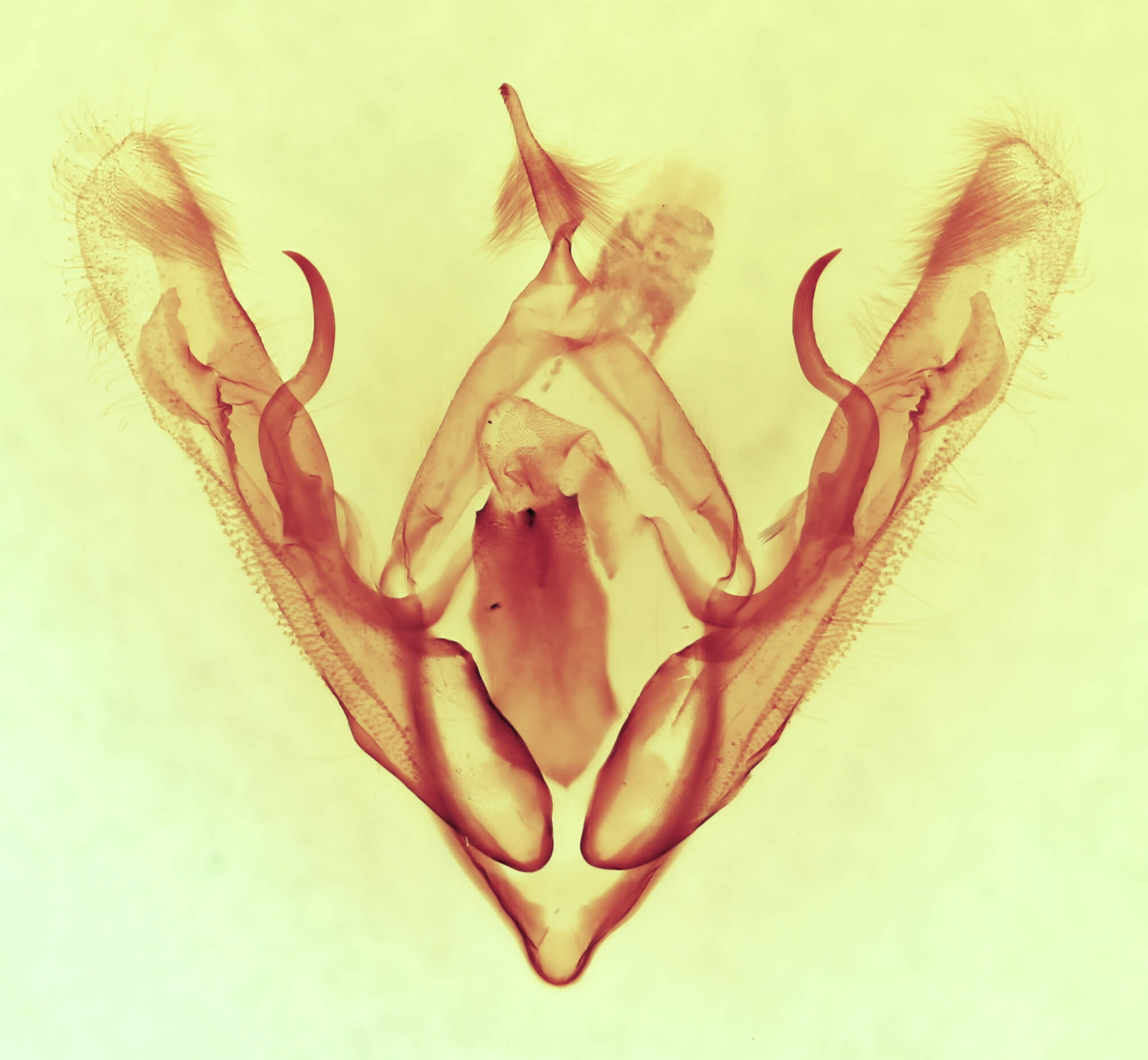 genitalia view of adult Orthodes adiastola