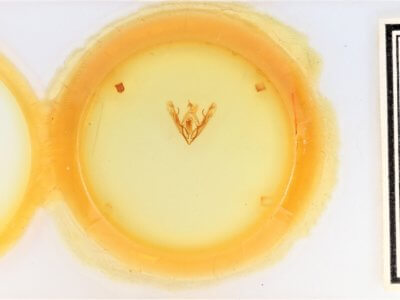 slide view of adult Orthodes adiastola