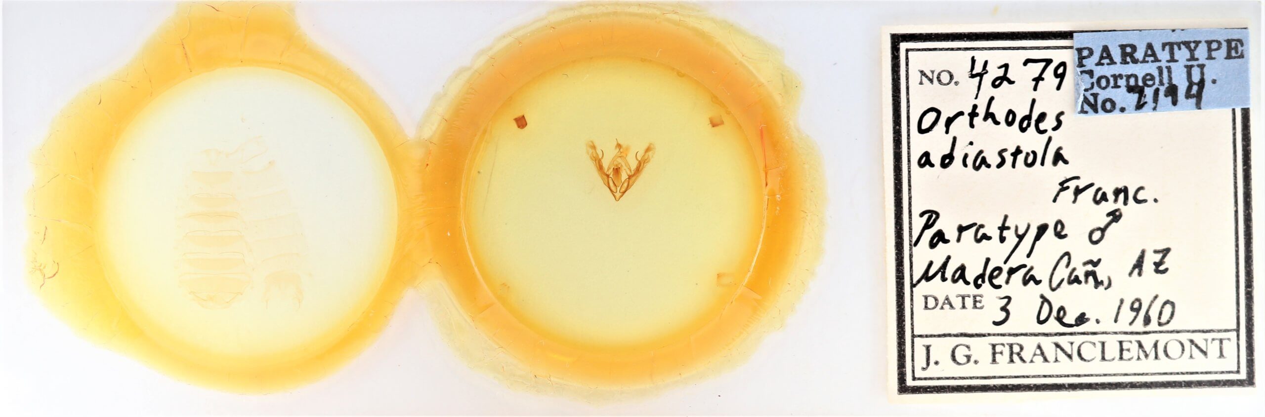 slide view of adult Orthodes adiastola