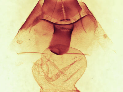 genitalia view of adult Orthodes adiastola