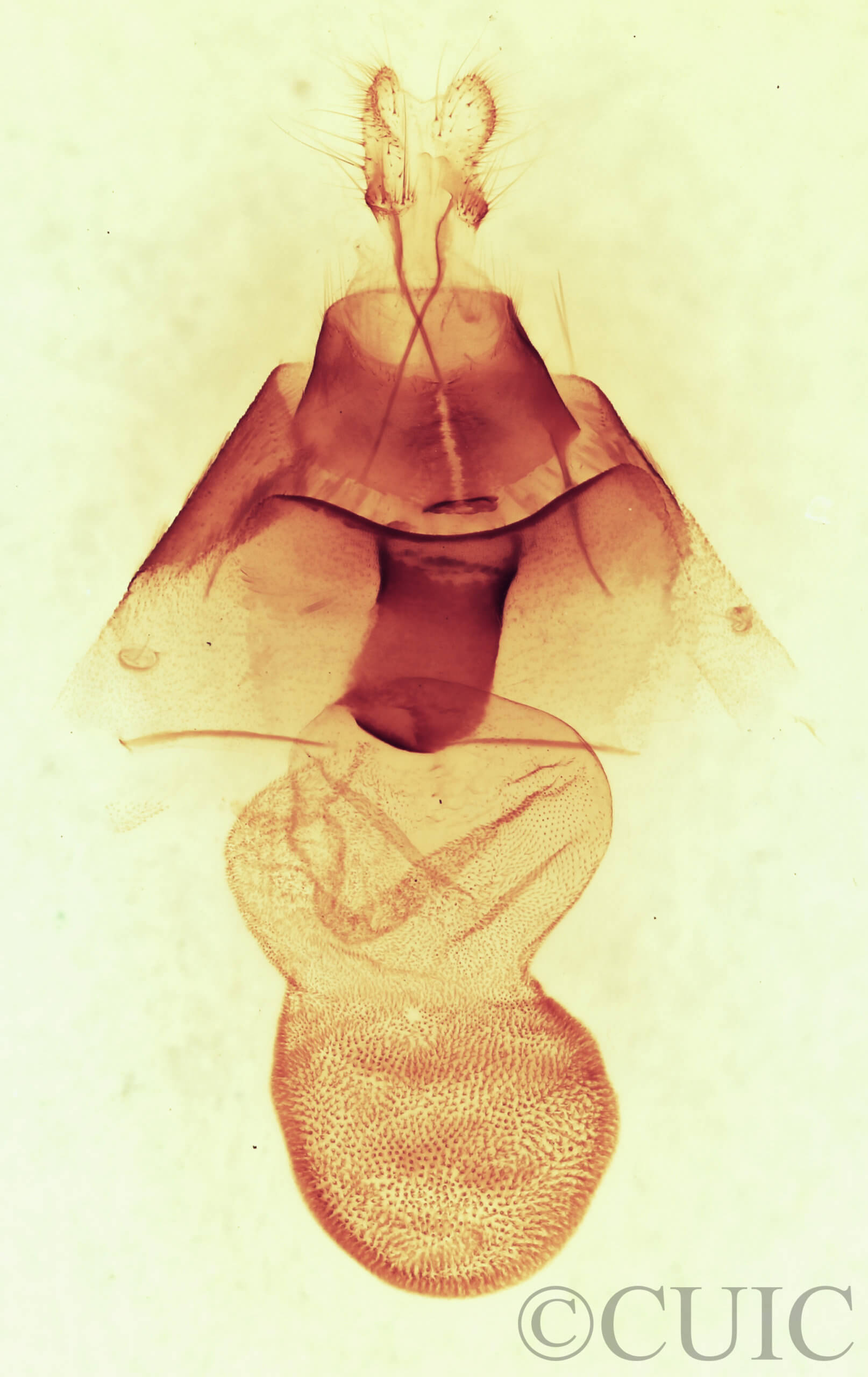 genitalia view of adult Orthodes adiastola