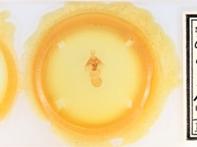 slide view of adult Orthodes adiastola