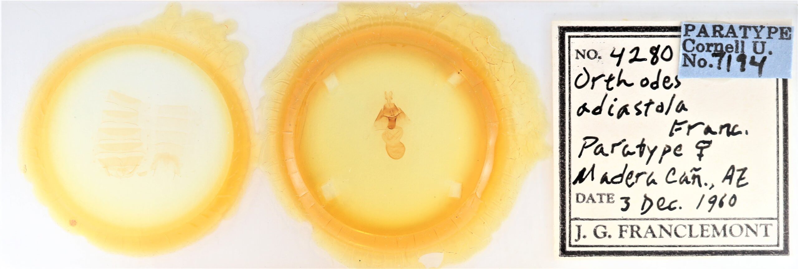 slide view of adult Orthodes adiastola