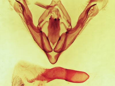 genitalia view of adult Orthodes adiastola