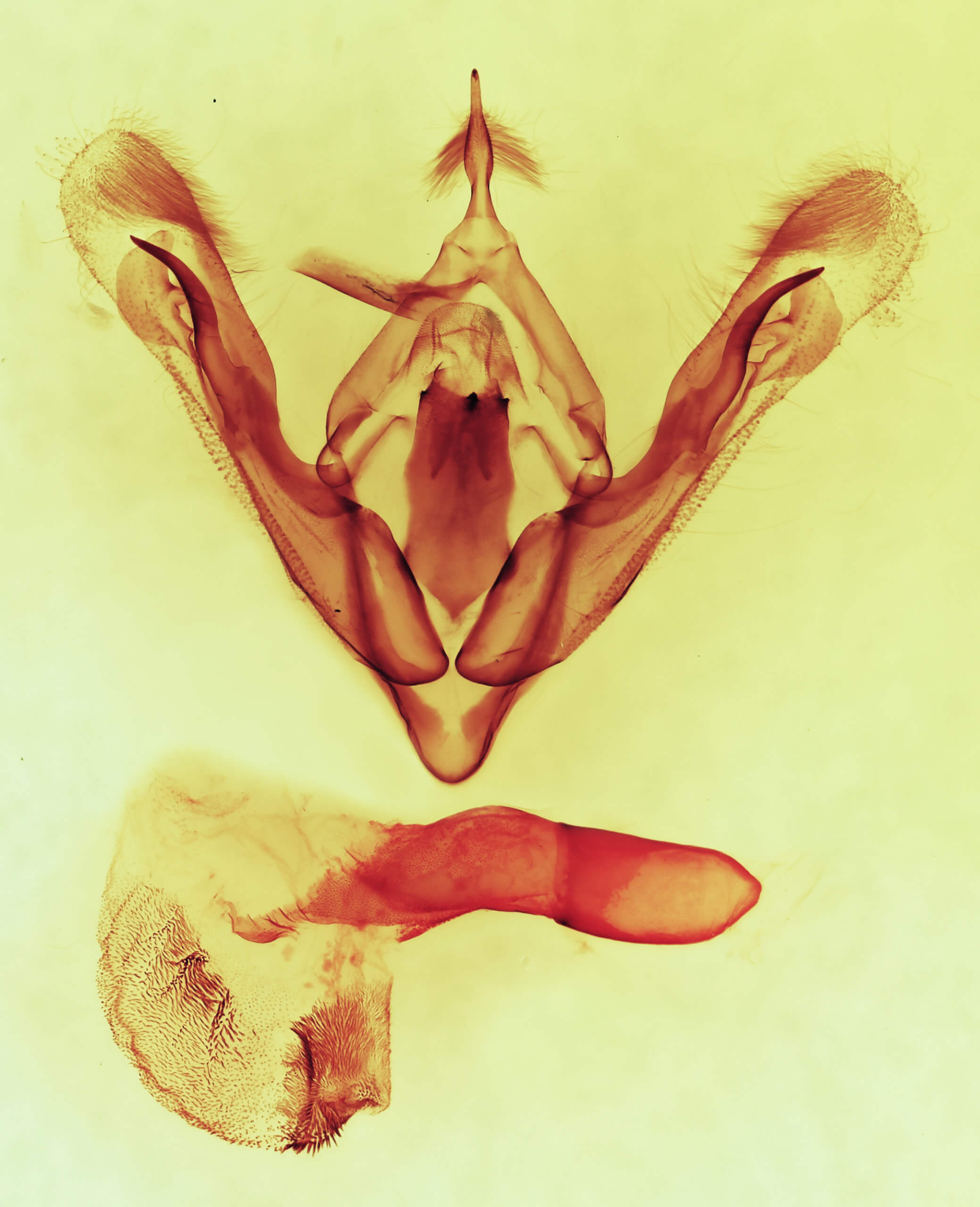 genitalia view of adult Orthodes adiastola