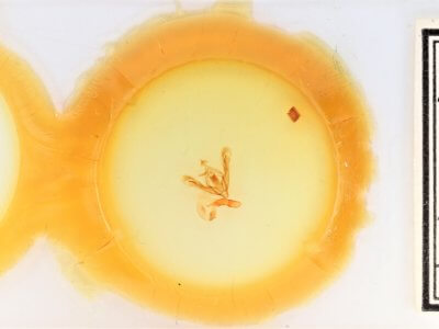 slide view of adult Orthodes adiastola