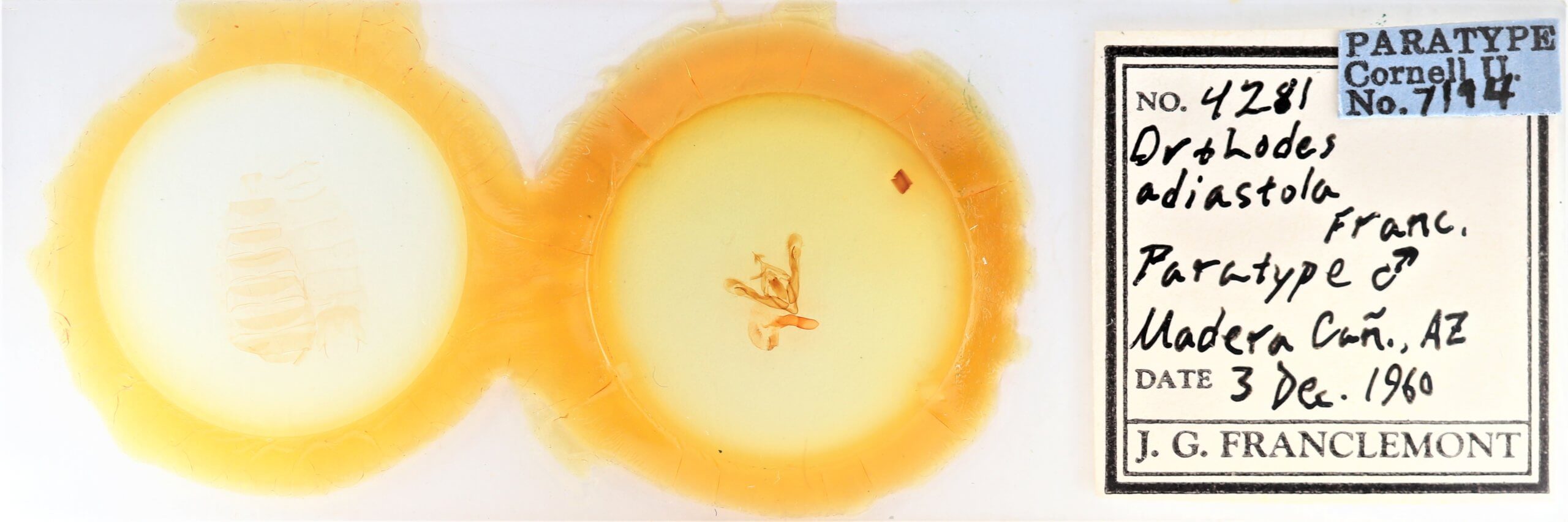 slide view of adult Orthodes adiastola