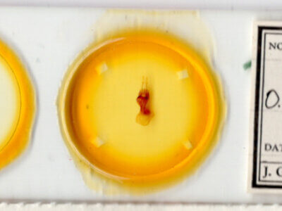 slide view of adult Orthodes majuscula