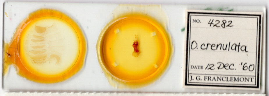 slide view of adult Orthodes majuscula