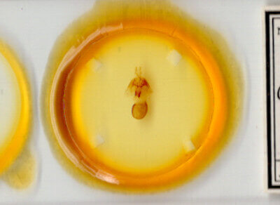 slide view of adult Orthodes cynica