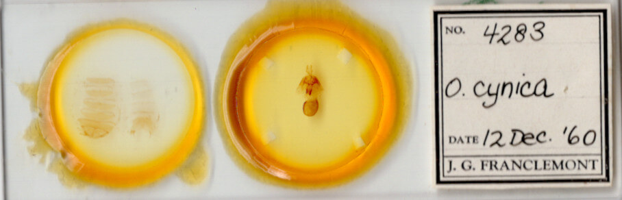 slide view of adult Orthodes cynica