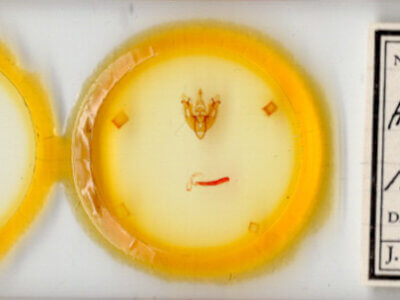 slide view of adult Hexorthodes accurata