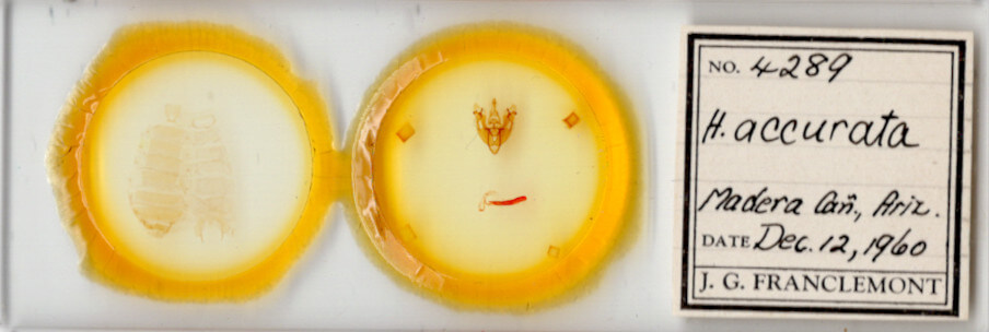 slide view of adult Hexorthodes accurata